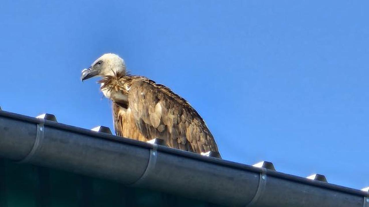 "Jest już z nami szósty dzień". Sęp płowy zadomowił się w Koninie