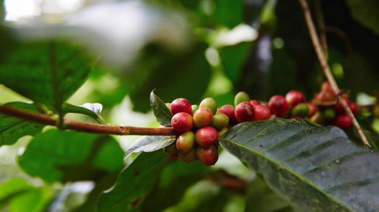 Na Sycylii kawa i banany, a w Polsce winorośl. Tak klimat zmienia uprawę roślin