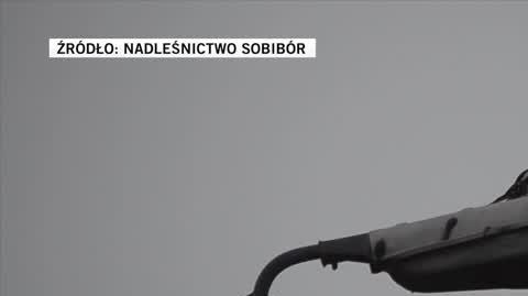 Sobibór. Dzięcioł zamiast w drzewo,  stuka dziobem w latarnię