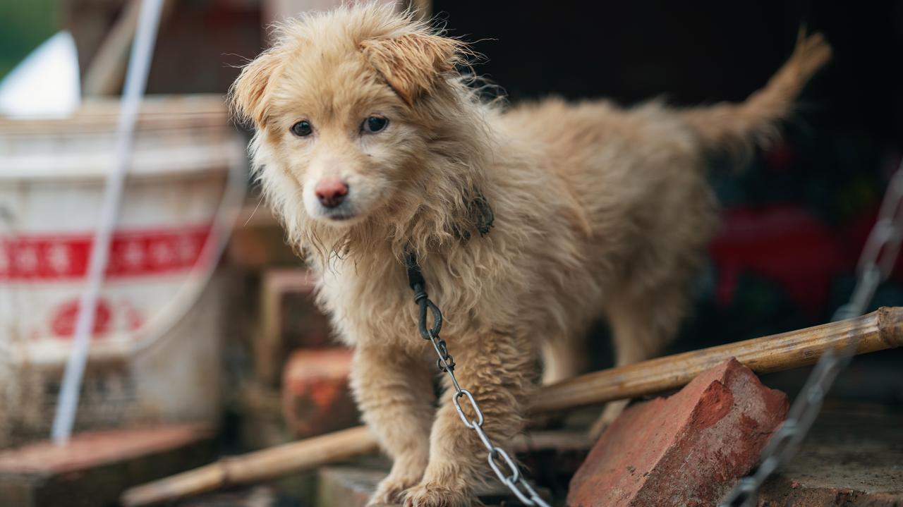 Prezydent wetuje ustawę łańcuchową i proponuje swoją. Czym się różnią?