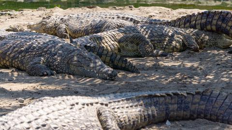 Trzymetrowy aligator błąkał się po ulicach miasta