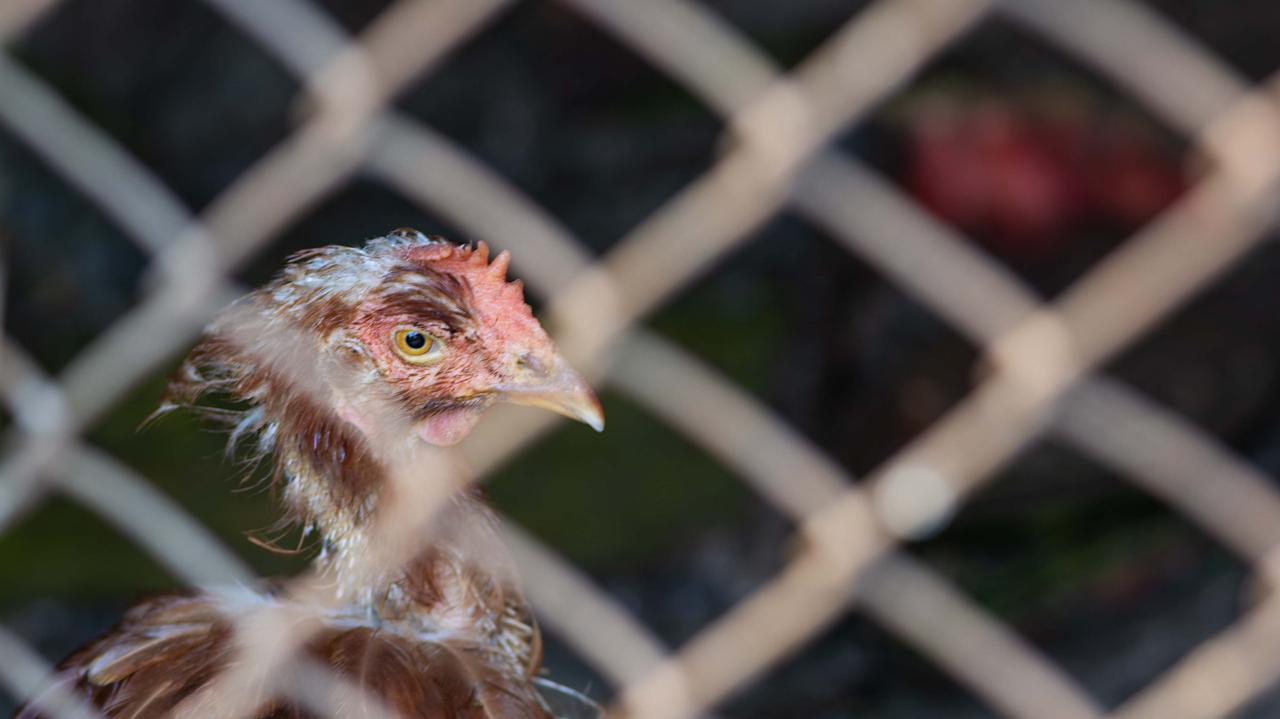 "Uśmiercenie" pół miliona kur. Komunikat