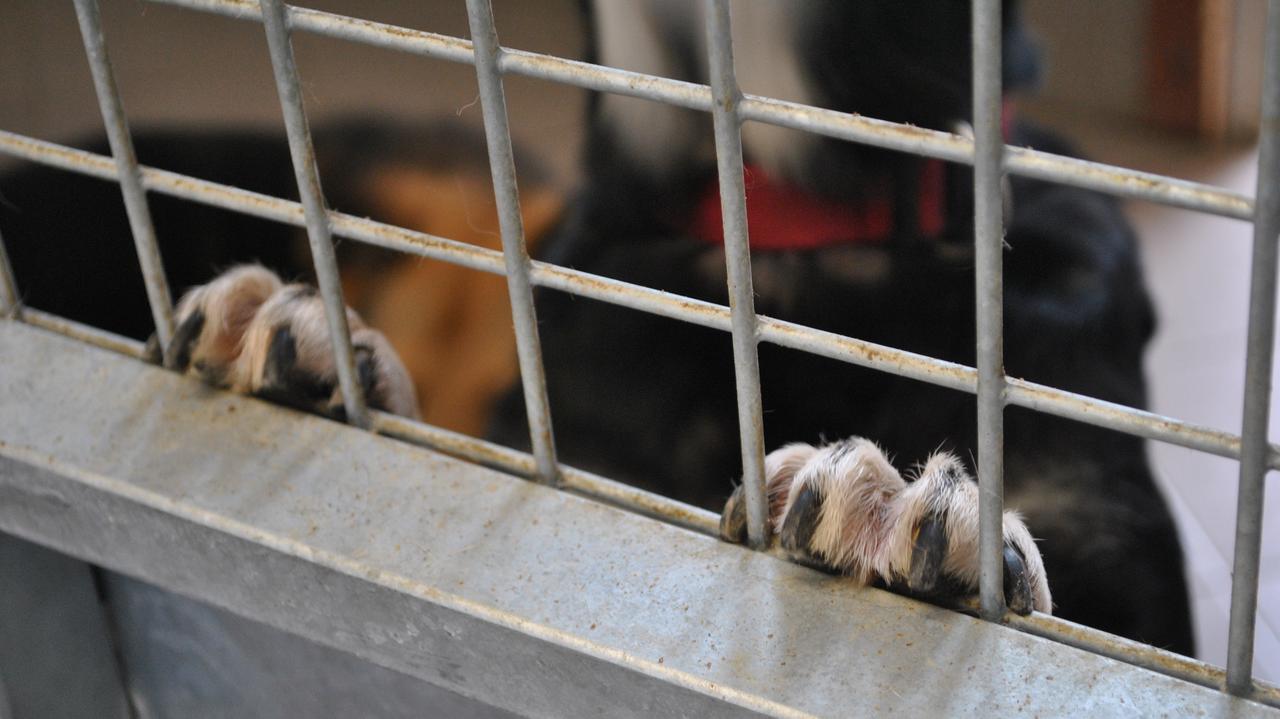 Sąd uznał interwencję DIOZ za kradzież psa. "Musimy zakończyć działalność ratunkową"