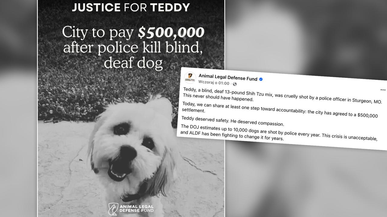 Policjant zastrzelił głuchego i niewidomego psa. Miasto zapłaci odszkodowanie