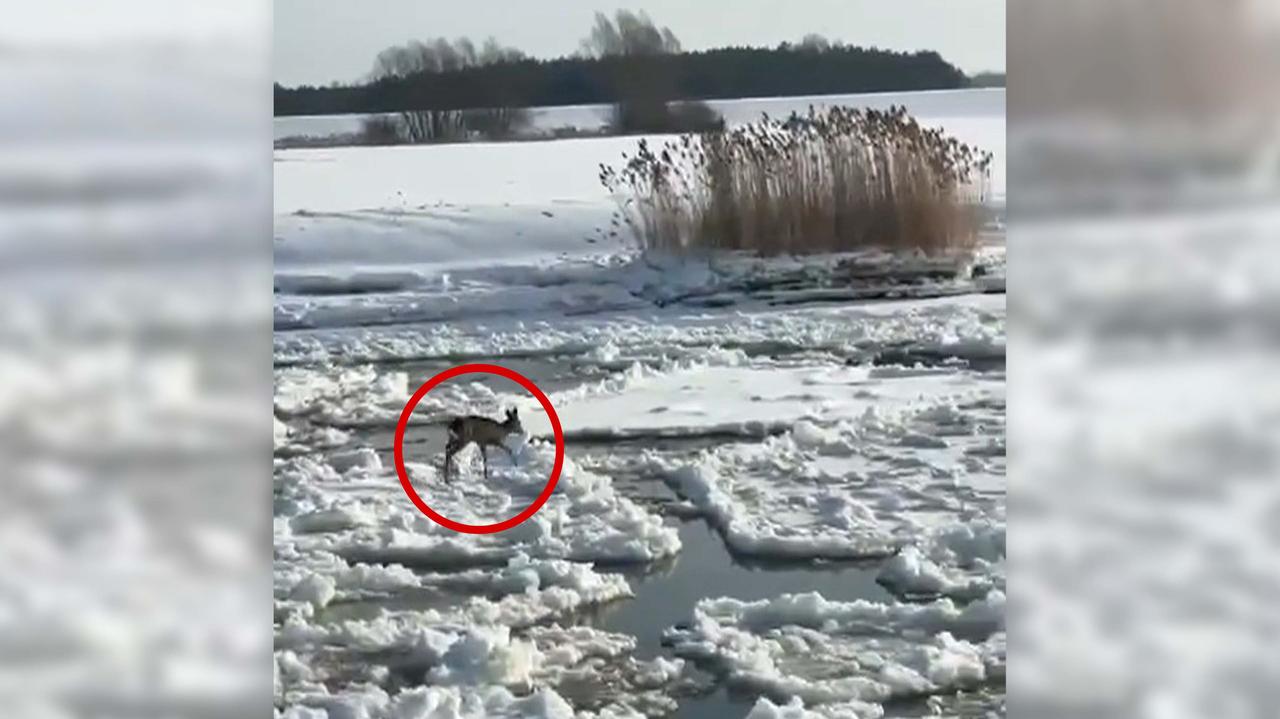 Sarna dryfowała na krze. Służby ruszyły z pomocą