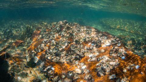 Rafa koralowa w stanie Sabah, Malezja