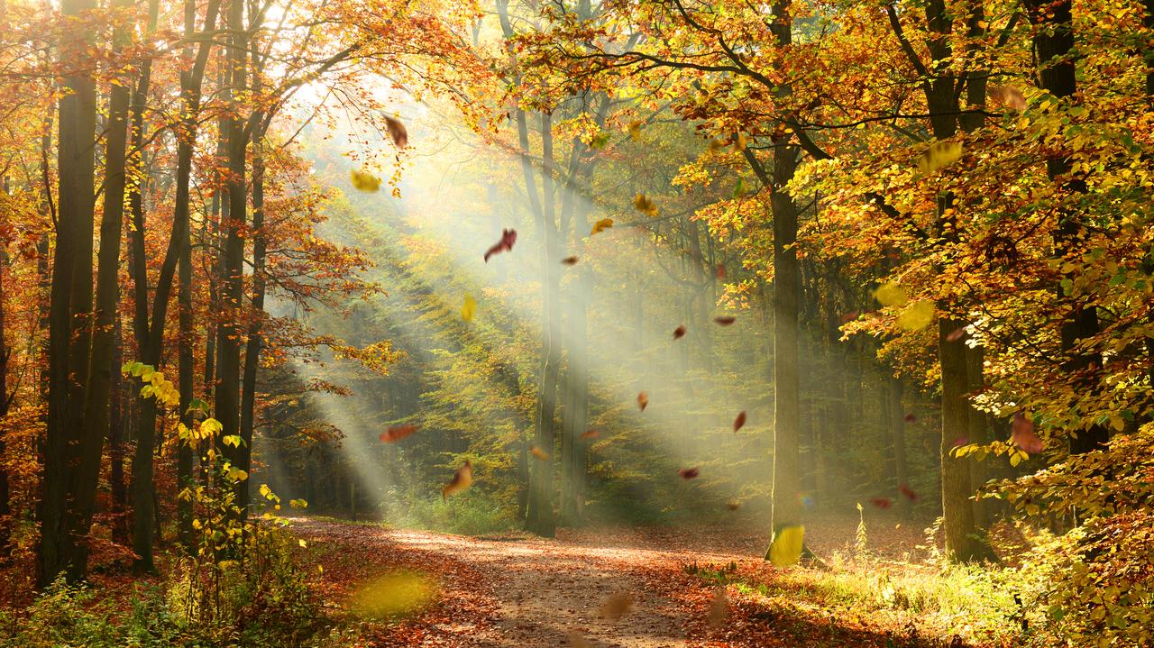 Liście spadają z drzew wcześniej niż zwykle. Dlaczego tak się dzieje?