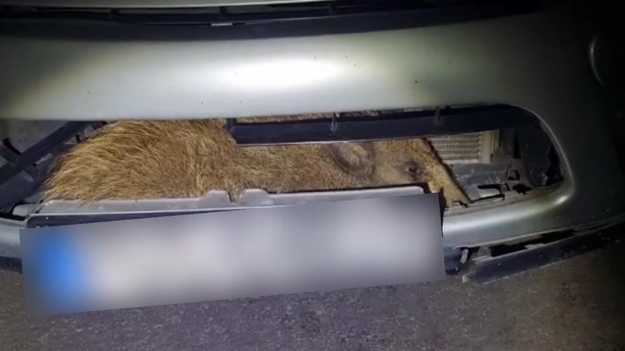 Zderzyła się z dzikiem, utknął w komorze silnika
