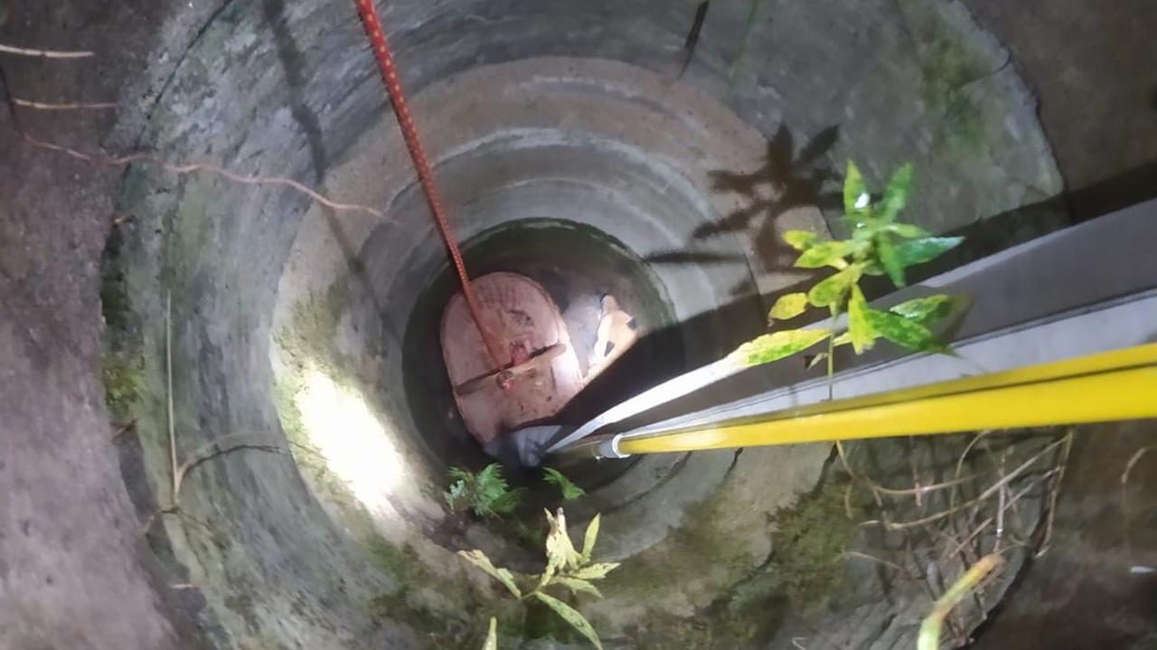 Pies i lis wpadły do głębokiej studni. "Przytulały się i wyglądały, jakby się wspierały"