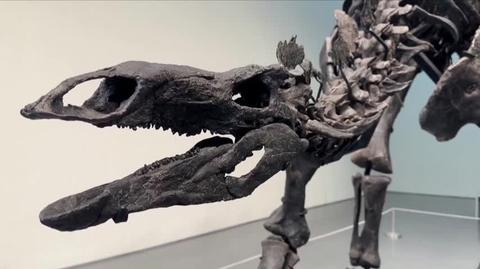 Skamielina stegozaura sprzedana za rekordową kwotę 44,6 miliona dolarów