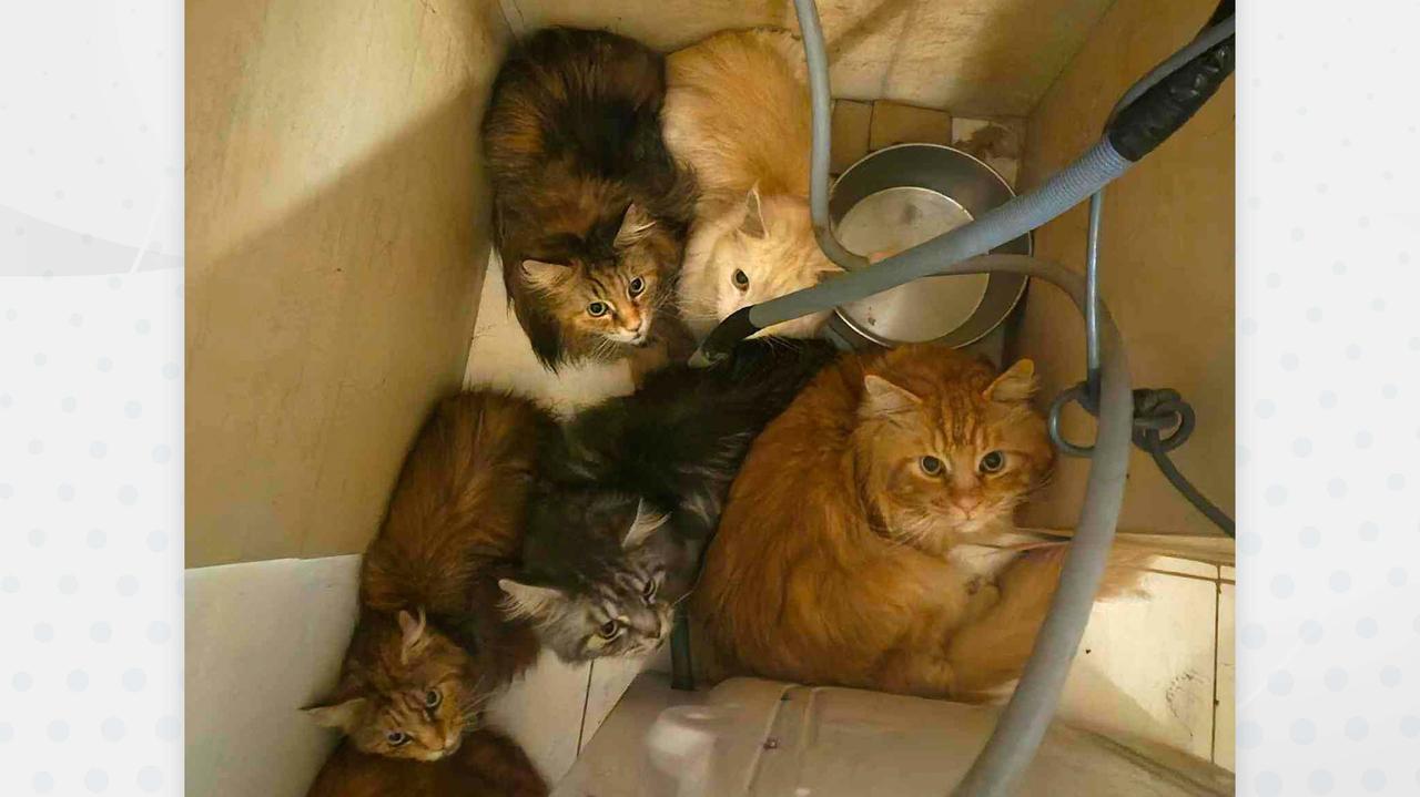 Brudne kuwety, brak jedzenia, odparzone łapki. 16 kotów w skrajnych warunkach