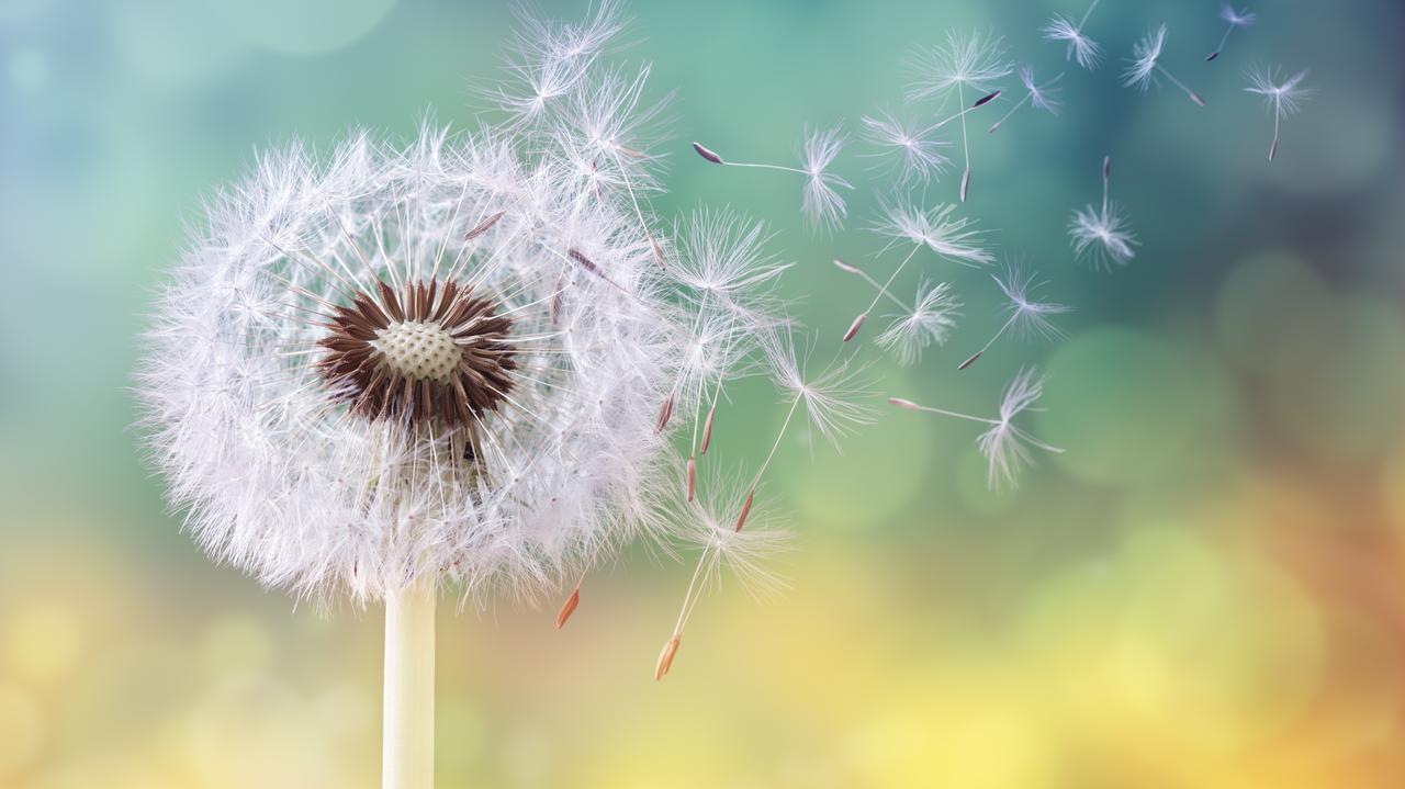 Kalendarz pylenia - sprawdź, co i kiedy pyli w Polsce. Praktyczne porady dla alergików 