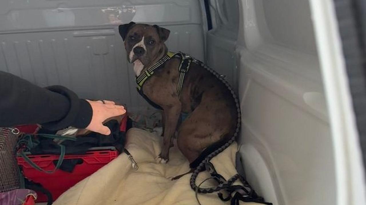 Amstaff zaatakował ludzi i psa. Właściciel usłyszał zarzuty