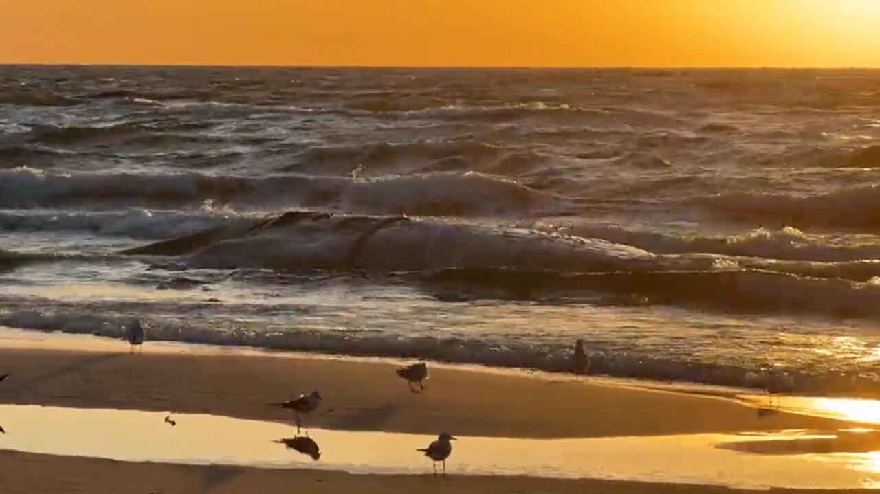 Badają wodę w pobliżu martwego wieloryba, zamknięta plaża