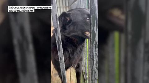 Wszystkie zwierzęta z przytuliska trafiły do nowych domów tymczasowych