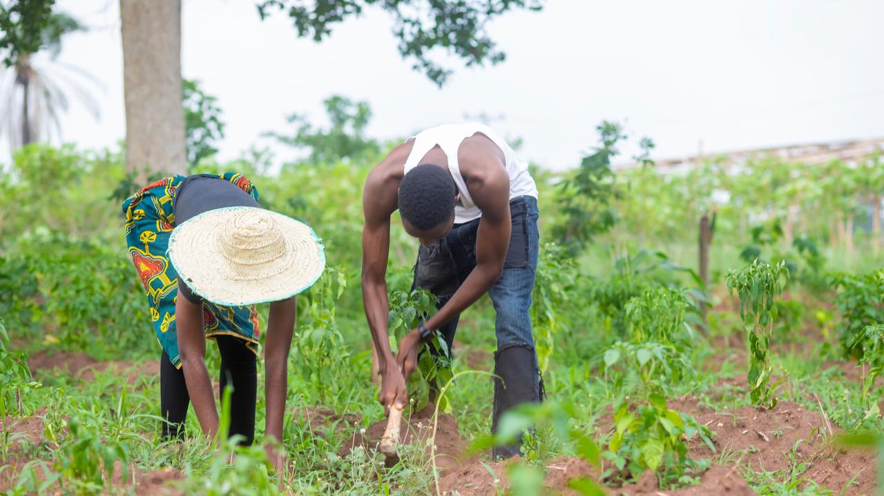 Dostaje się do roślin z powietrza. Zagraża milionom ludzi