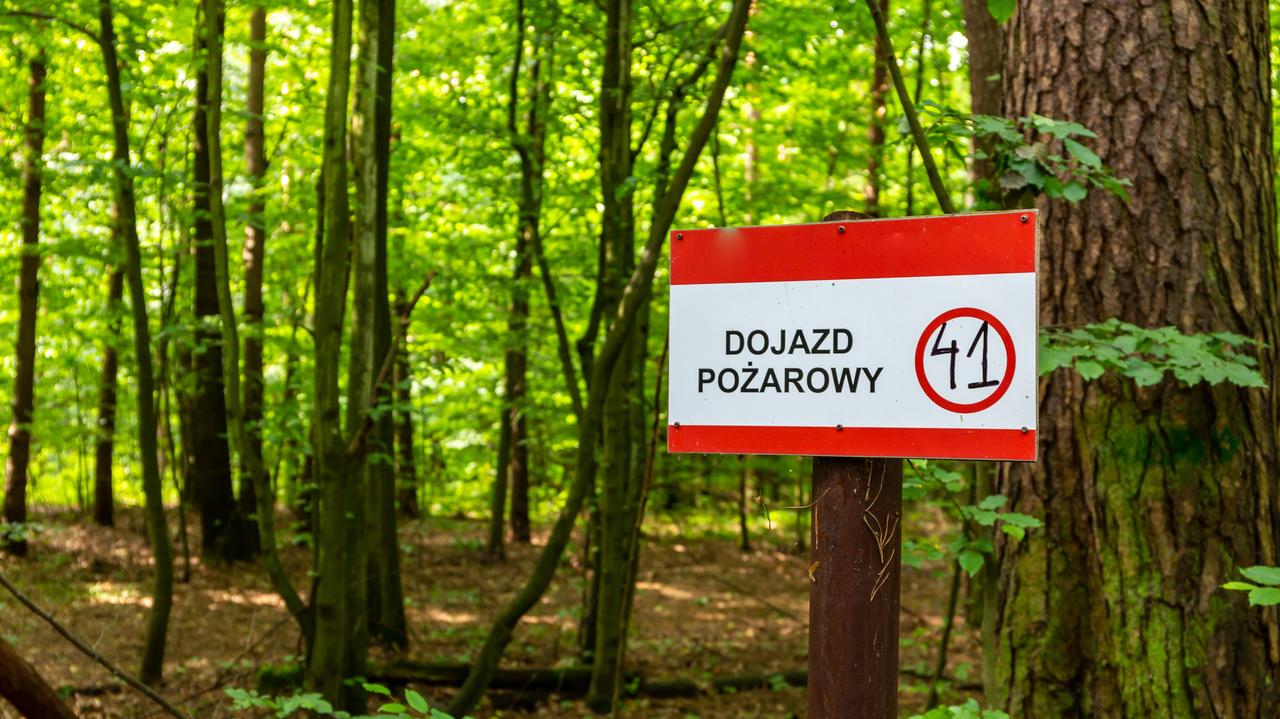 Czy lasy na majówkę zostaną zamknięte? Minister odpowiada