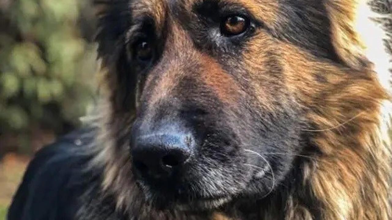 Policja bada sprawę kradzieży czterech psów z pałacu prezydenckiego