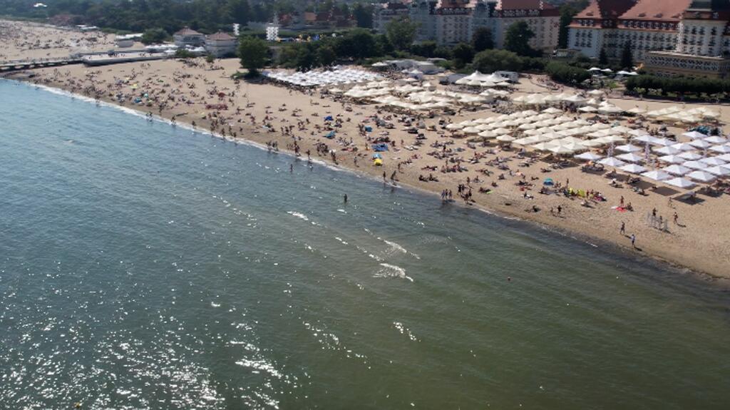 Sinice w Bałtyku 
