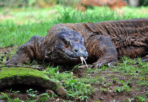 Zęby warana z Komodo są pokryte żelazem