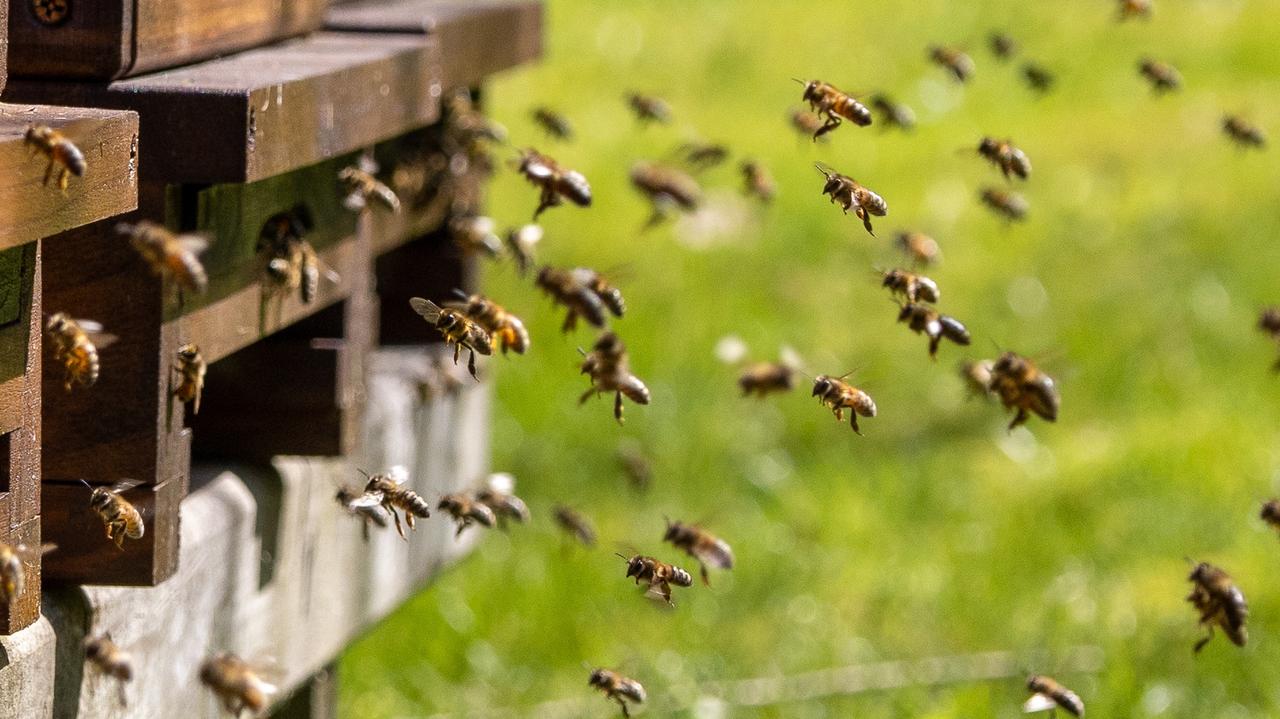 Pszczoły zaatakowały we francuskim mieście, wielu rannych