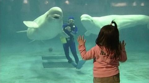 Białugi trafiły do oceanarium w Walencji