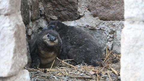 W gdańskim zoo wykluły się pingwiny