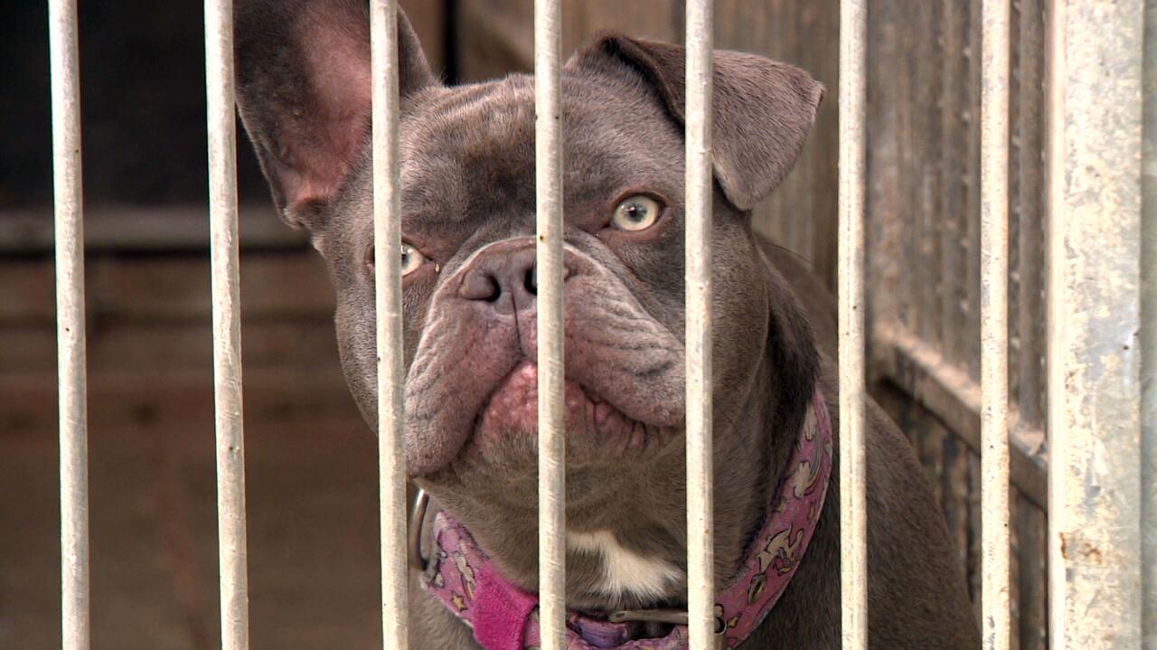 Od wymiany tych gruntów zależy przyszłość schroniska Na Paluchu