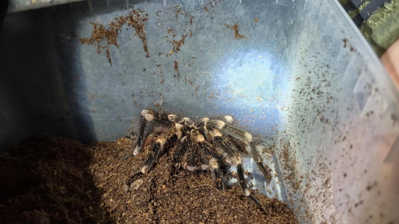 Bio, zmieszane, jadowite. Wielkie pająki w koszu na śmieci