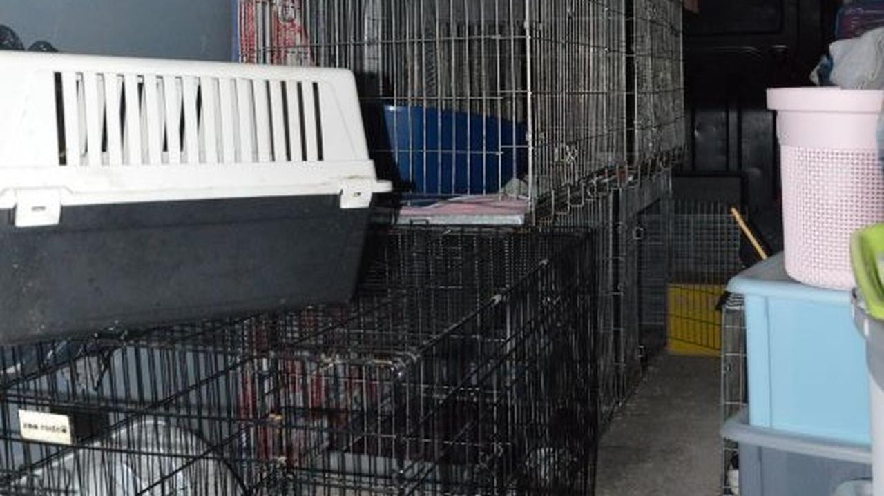 Z wynajętego busa słychać było miauczenie. W środku znaleźli 19 kotów
