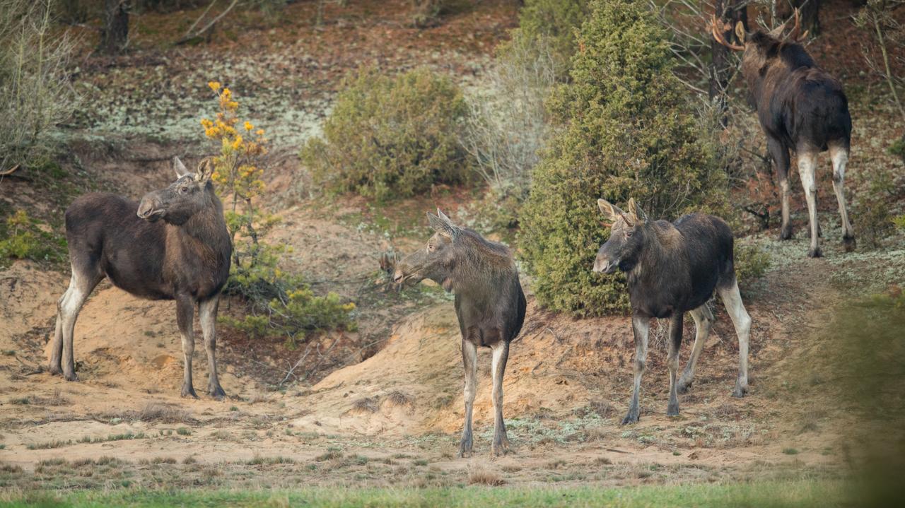 478. Tyle godzin transmitowali wędrówkę łosi