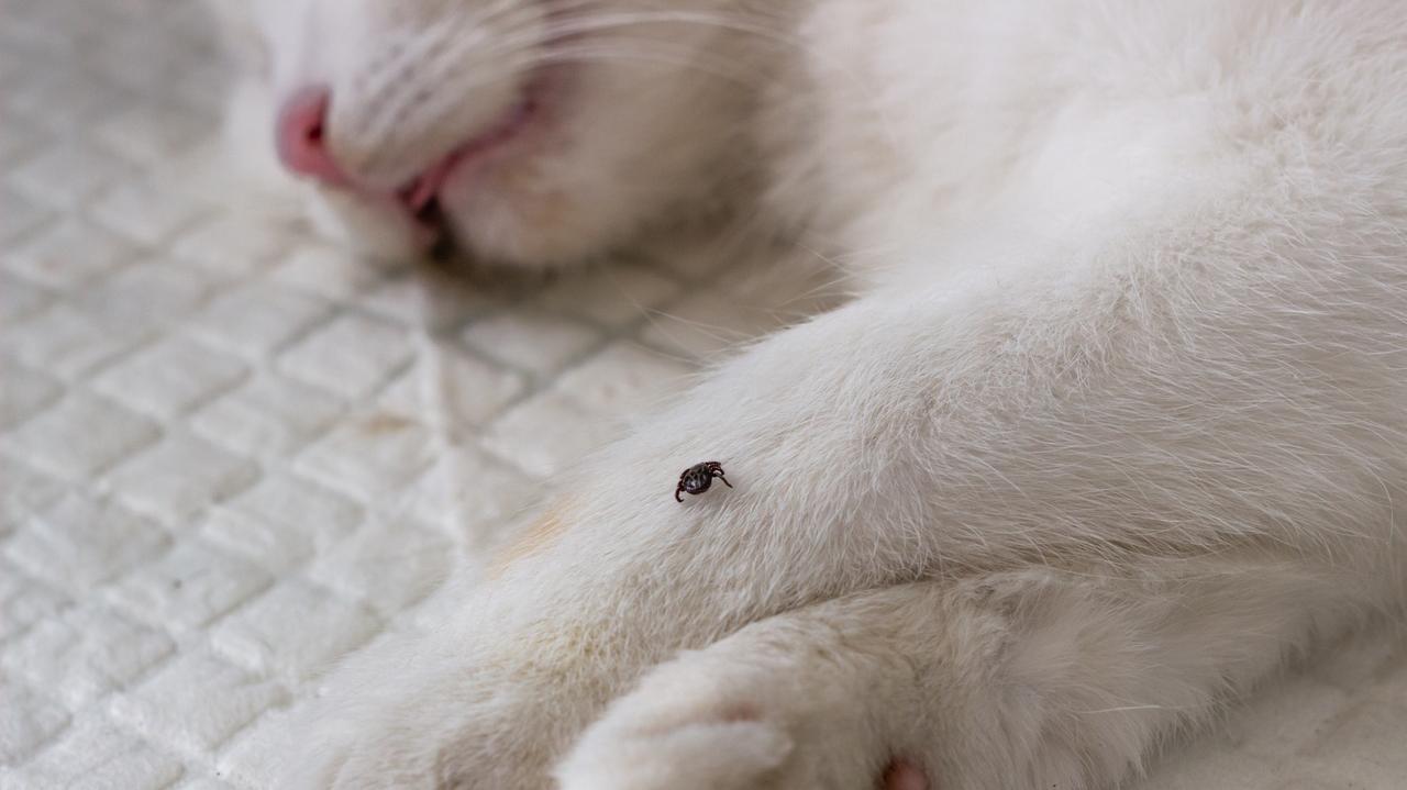 Koty mogą służyć jako "taksówki" dla kleszczy. Da się temu zapobiec