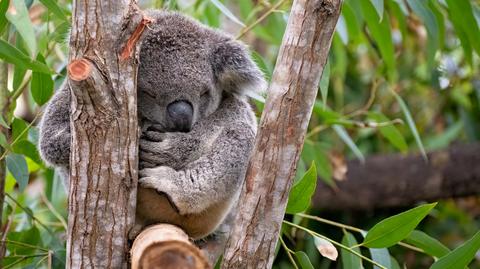Koale w Australii