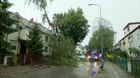 Árboles caídos en Szczecin 