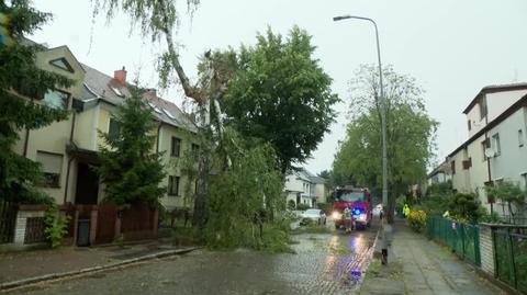 Powalone drzewa w Szczecinie 