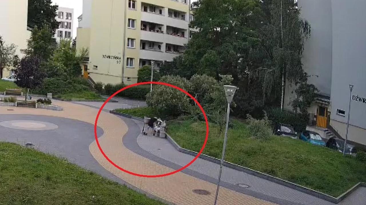 Podjeżdża na hulajnodze, zrywa łańcuszki i ucieka. Szuka go policja. Nagranie
