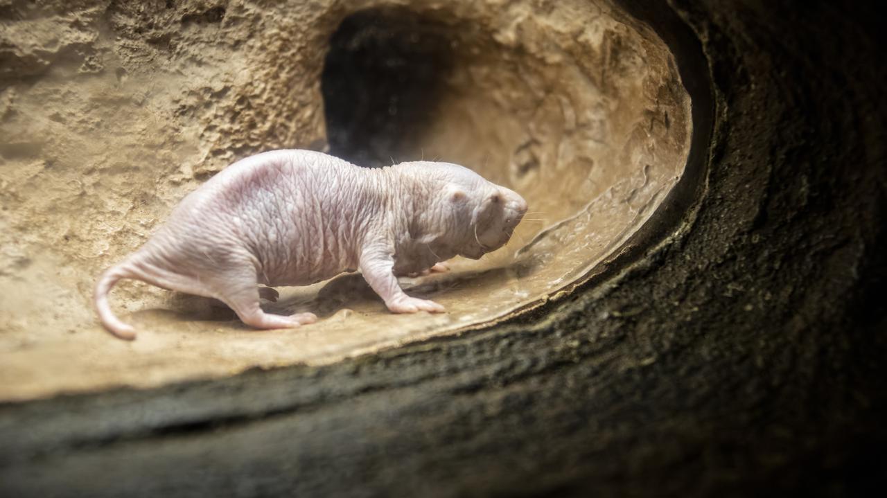 Ciencias.  Charco de arena: ¿los roedores longevos ayudarán a prolongar la vida humana?