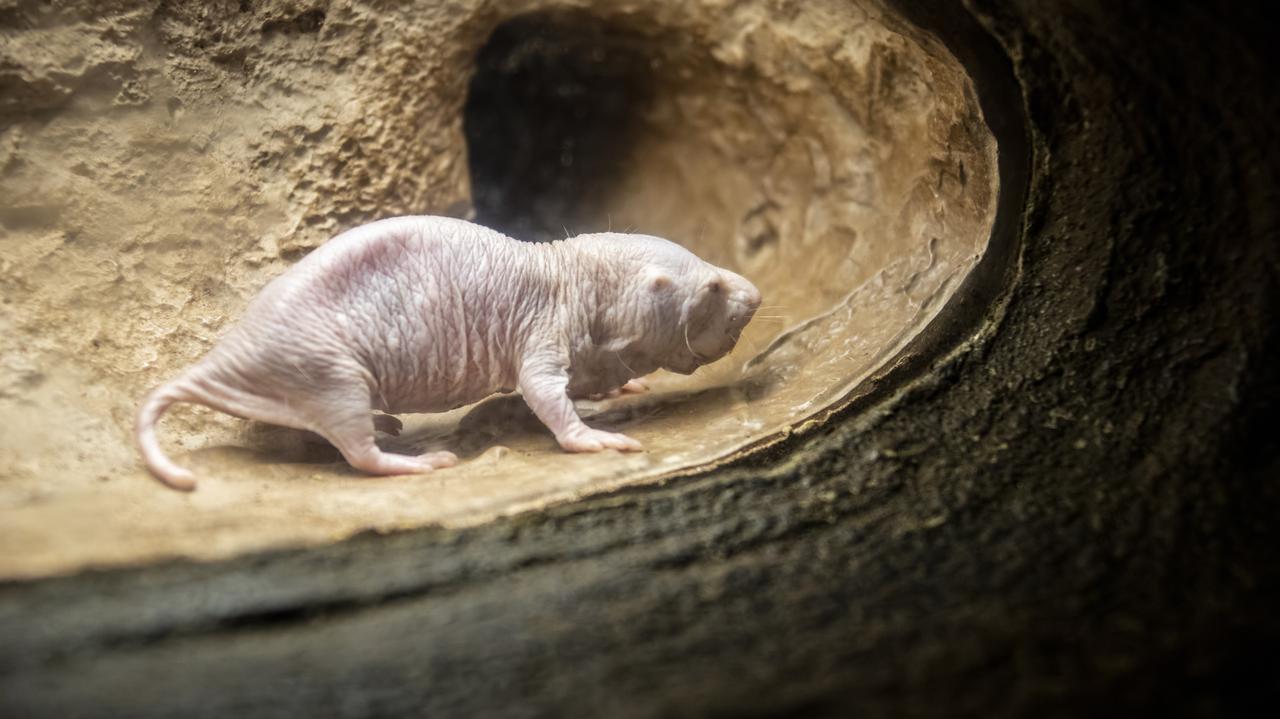 To zwierzę żyje dziesięć razy dłużej niż kuzyni. Badacze wiedzą, dlaczego