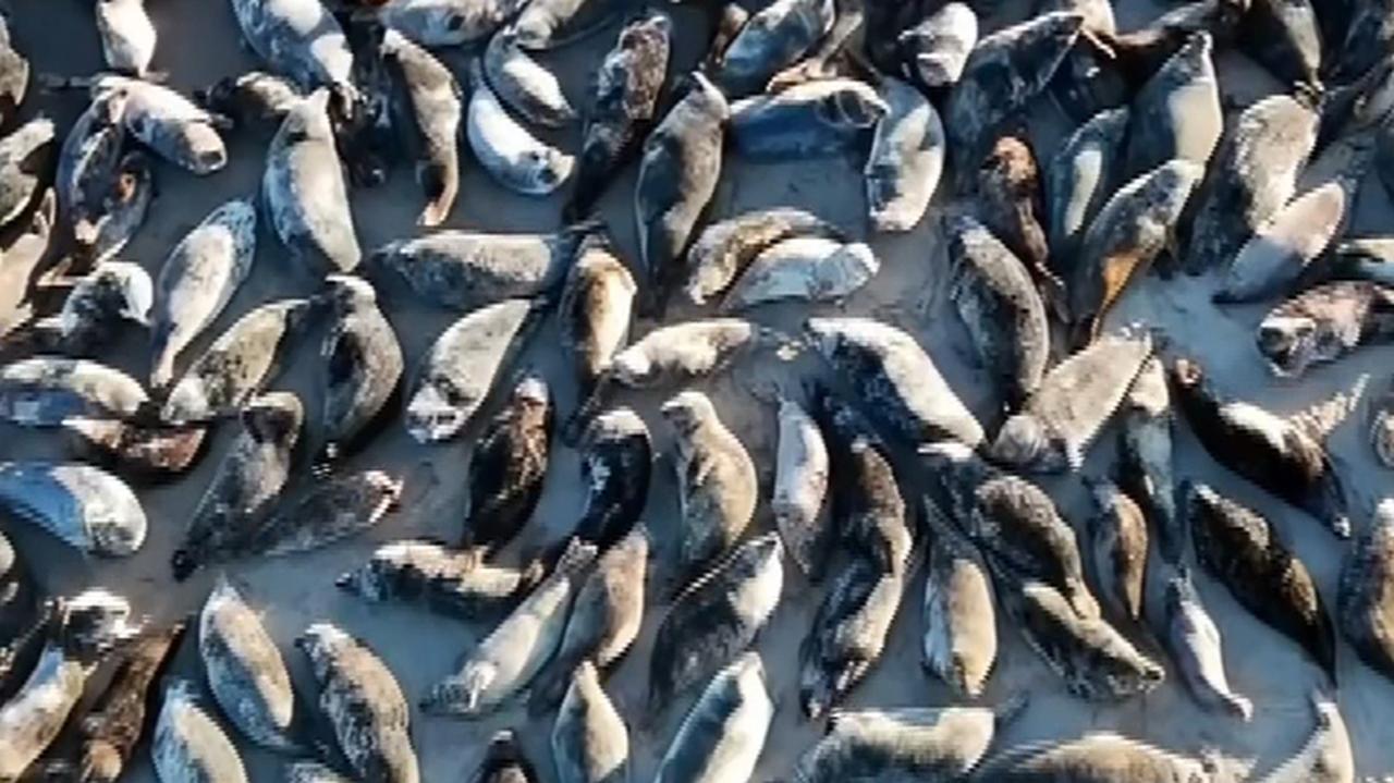 Foki wygrzewają się na bałtyckiej plaży. Zobacz nagranie