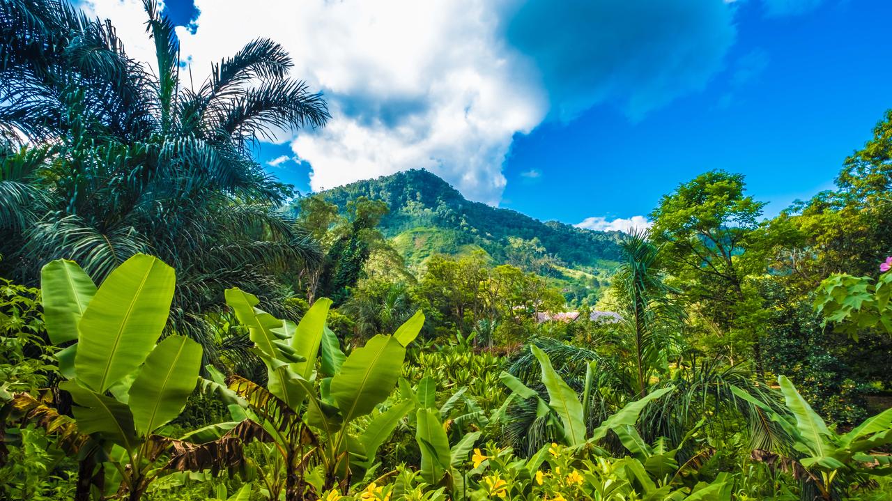 Na tej wyspie nasiona się kurczą