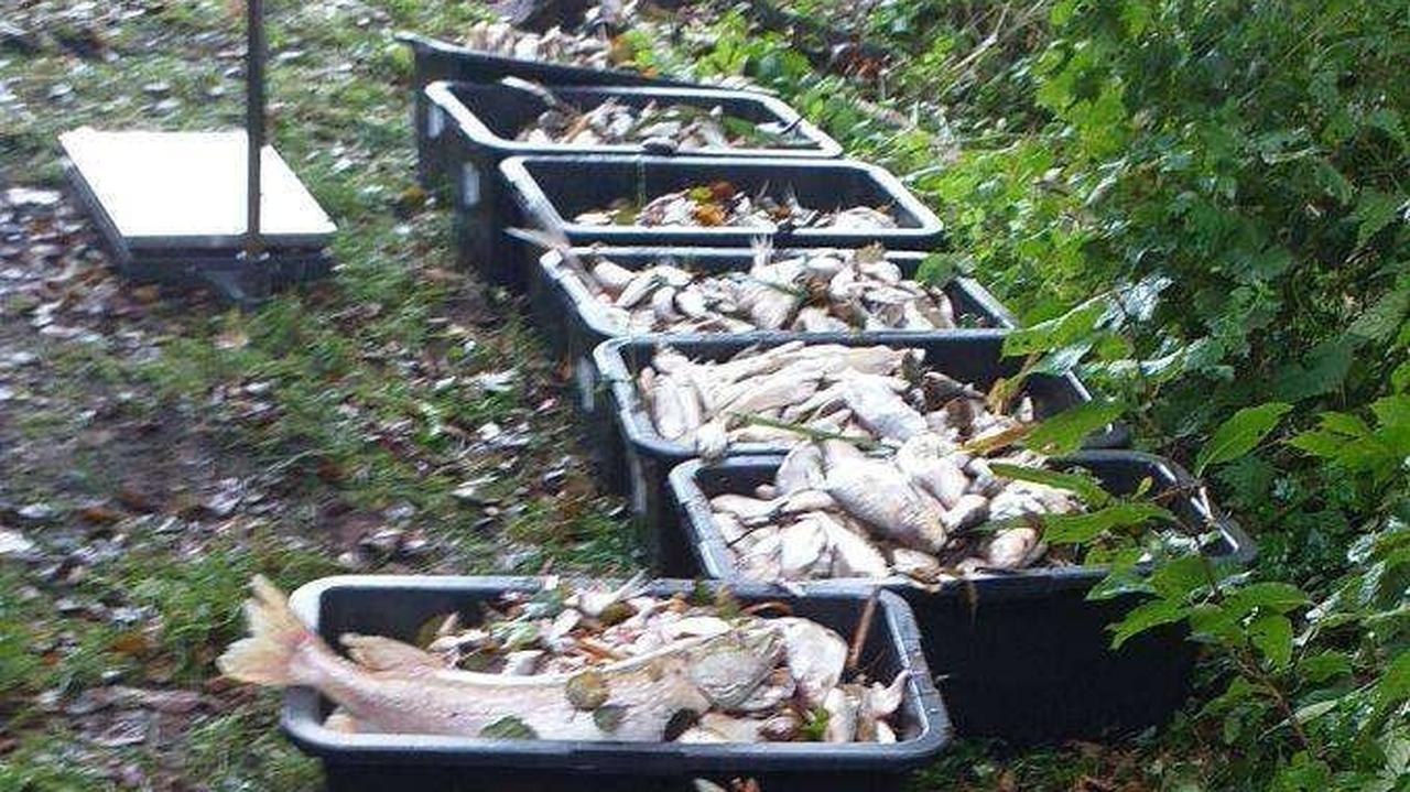 Śnięte ryby w jeziorze. Zebrano już 360 kilogramów