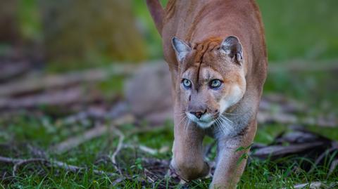 Puma wdarła się do szkoły w Kalifornii