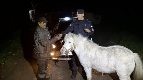 Trzy konie skradzione w Bytomiu