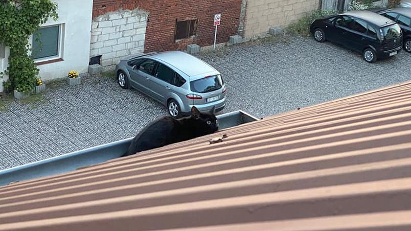 Strażacy z OSP w Solcu Kujawskim pomogli uwięzionemu kotu