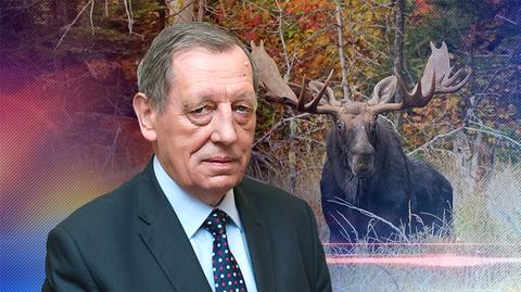 Bez zgody na odstrzał łosi. Resort środowiska zmienia decyzję