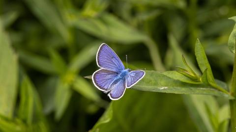 Motyl z gatunku Saurona triangula