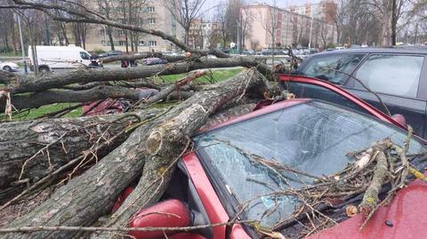 Gwałtowne wichury nad Polską. Wiatr wyrywał drzewa z korzeniami