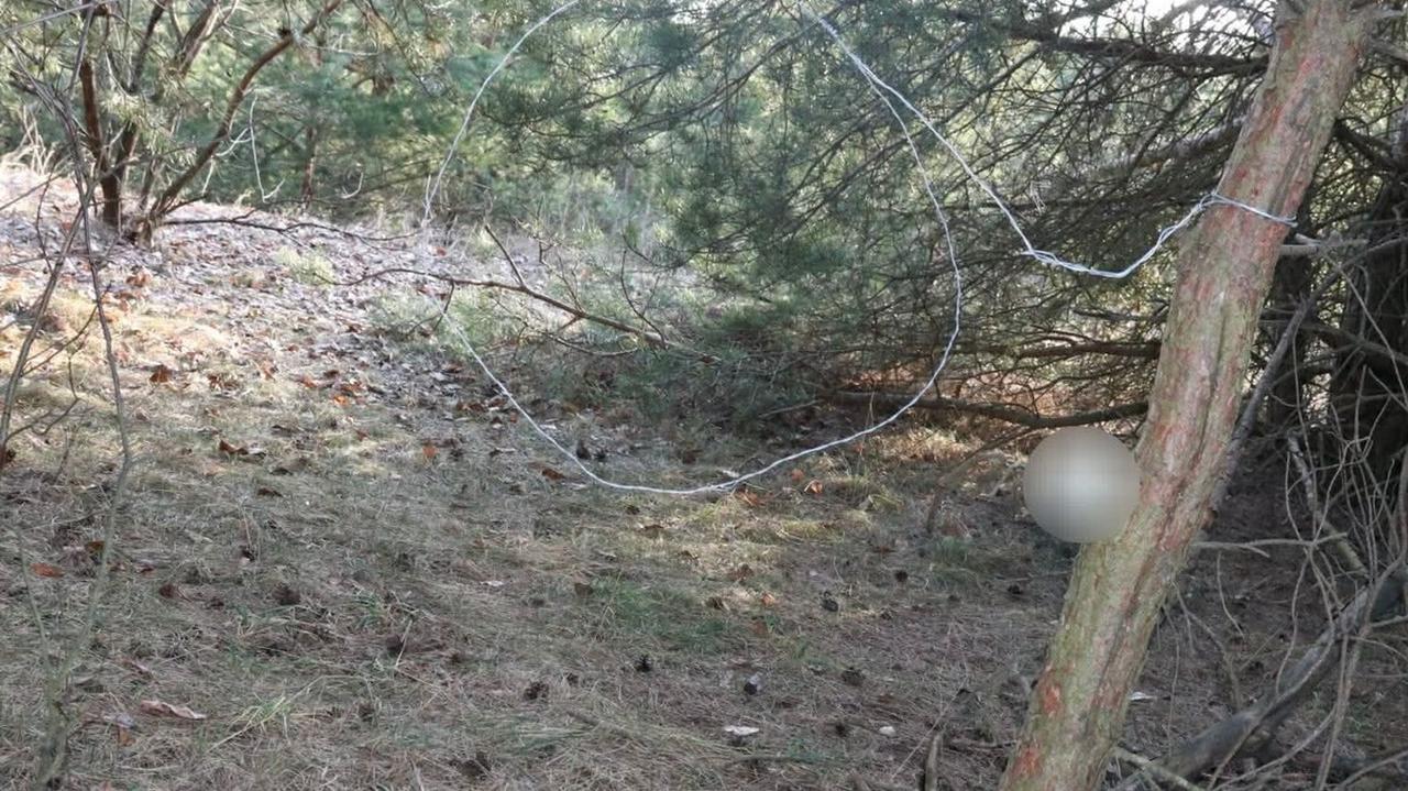 Rozstawił wnyki, bo "miał ochotę na dziczyznę"