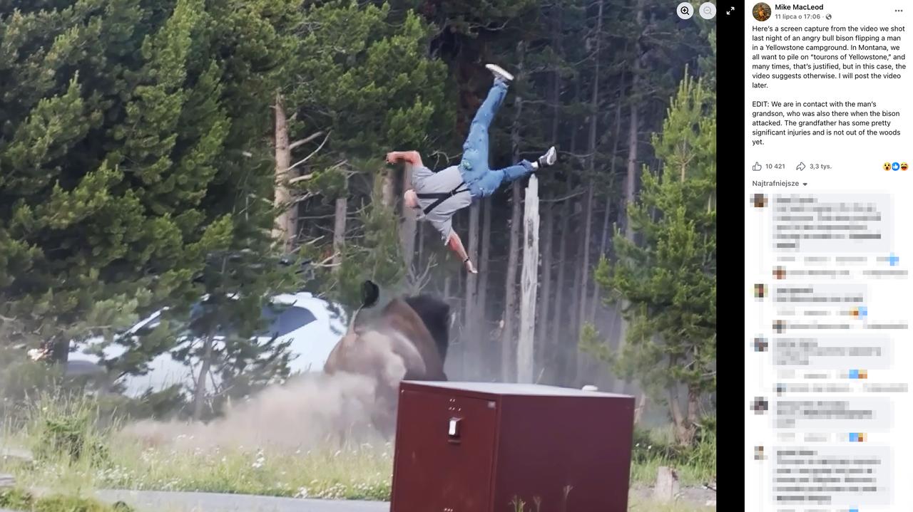 Bison tosses tourist several metres into the air at Yellowstone