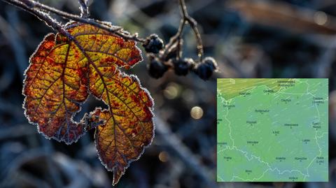 Prognozowana temperatura w kolejnych dniach